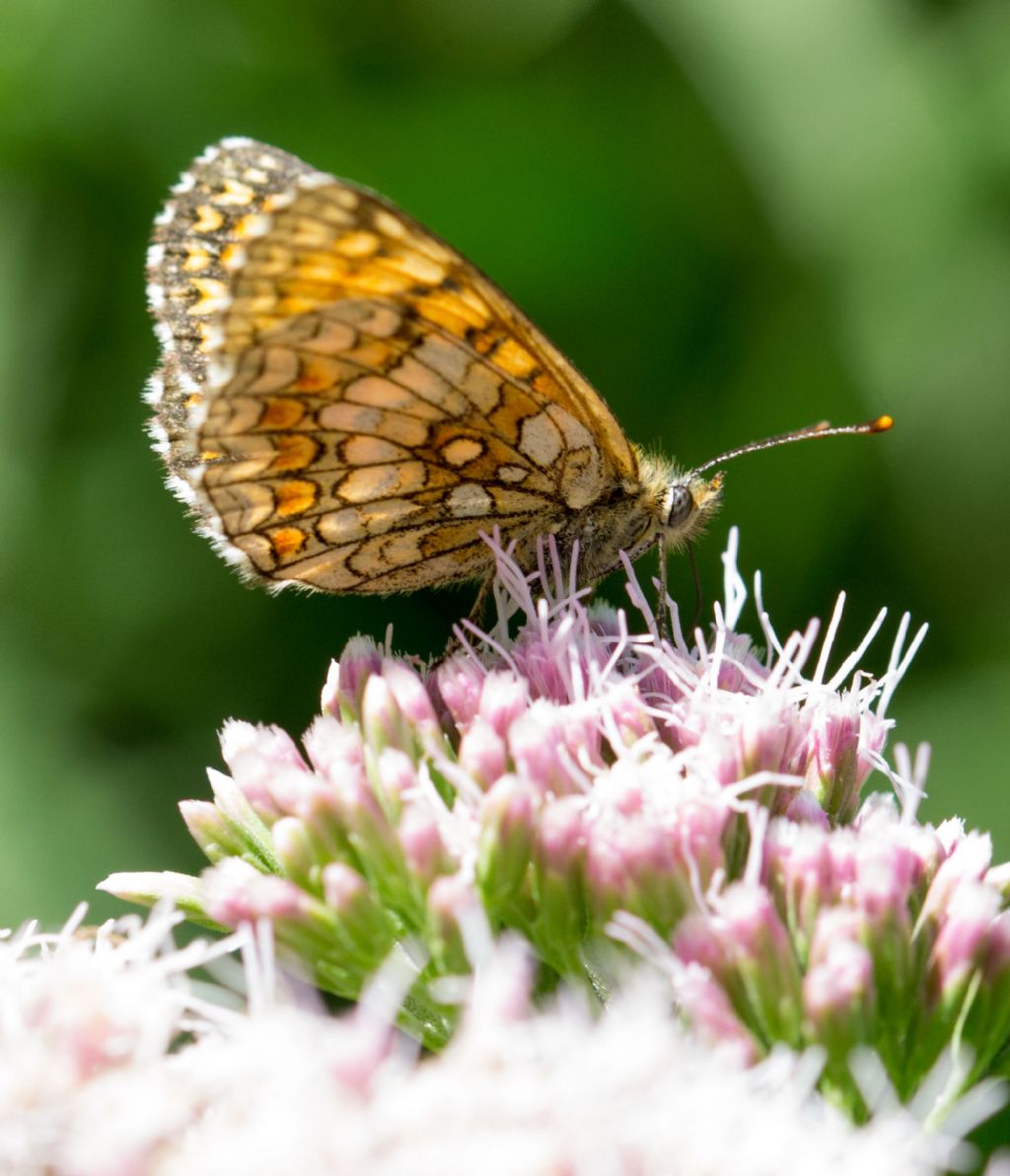 Melitaea celadussa?   S !